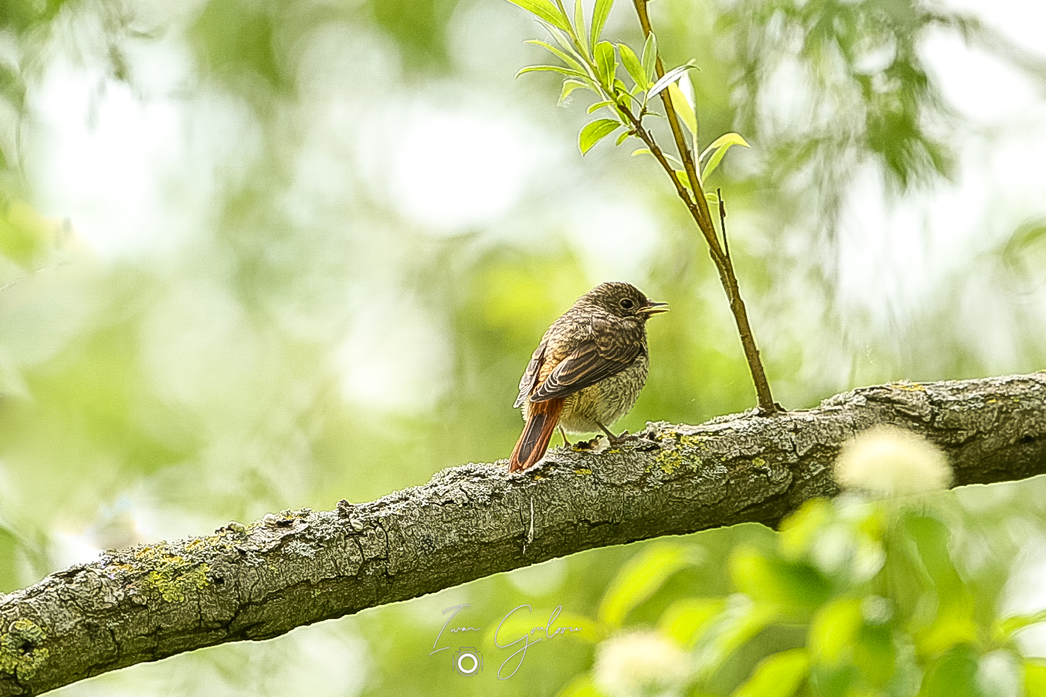 1DX45895 04 juni 2022 1207 08